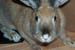 bunbun