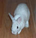 minibun