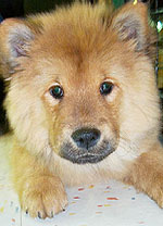china puppy!