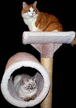 simba & stimpy