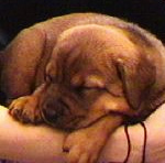 baby india