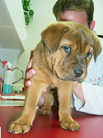 first vet trip