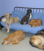 doggy daycare