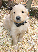 baby benny